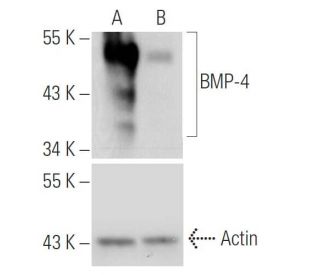 BMP-4 shRNA Plasmid (m): sc-39745-SH. Western blot analysis of mouse BMP-4 expression in BMP-4 transfected (A) and BMP-4/B 