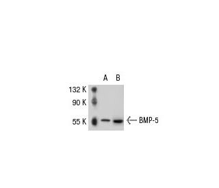 BMP-5 Antibody (L-16) - Western Blotting - Image 30956