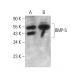 western blotting image from recommended BMP-5 (MM0117-9G27) monoclonal antibody replacement. Image 376896