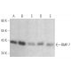BMP-7 Antibody (6E5D12) - Western Blotting - Image 372272