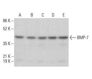 western blotting image from recommended BMP-7 (6E5D12) monoclonal antibody replacement. Image 380350