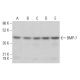 western blotting image from recommended BMP-7 (6E5D12) monoclonal antibody replacement. Image 380350