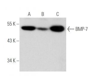 BMP-7 Antibody (4E7) - Western Blotting - Image 20307The Double Nickase Plasmid features a U6 promoter for sgRNA expression, a 20 nt targeting sequence, and a gRNA scaffold to guide Cas9n. It includes a CBh promoter for Cas9n (D10A) and puromycin resistance, GFP for transfection verification, and nuclear localization signals (NLS). The 2A peptide allows co-expression of Cas9n and Puro from a single promoter, enabling precise genome editing with reduced off-target effects.