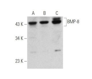 BMP-8 Antibody (H-4) - Western Blotting - Image 346504 