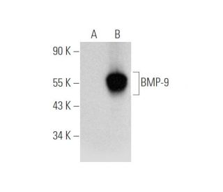BMP-9 Antibody (H-3) - Western Blotting - Image 316290