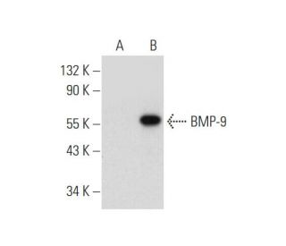 BMP-9 Antibody (H-6) - Western Blotting - Image 344496