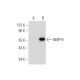 BMP-9 Antibody (H-6) - Western Blotting - Image 344496