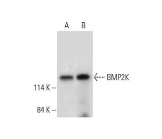 BMP2K Antibody (E-8) - Western Blotting - Image 325201 