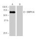 BMPR-IA Antibody (7K7) - Western Blotting - Image 64874