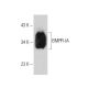 western blotting image from recommended BMPR-IA (C-7) monoclonal antibody replacement. Image 389110