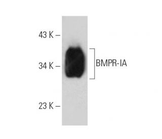 western blotting image from recommended BMPR-IA (C-7) monoclonal antibody replacement. Image 389110