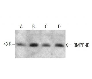 western blotting image from recommended BMPR-IB (C-8) monoclonal antibody replacement. Image 386100