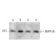 western blotting image from recommended BMPR-IB (C-8) monoclonal antibody replacement. Image 386100