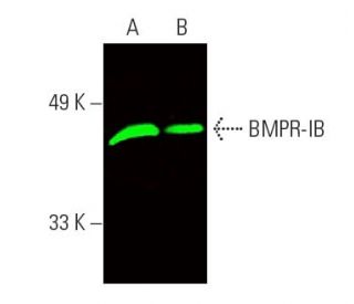BMPR-IB Antibody (C-8) - Western Blotting - Image 388890