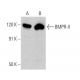 western blotting image from recommended BMPR-II (E-1) monoclonal antibody replacement. Image 356296