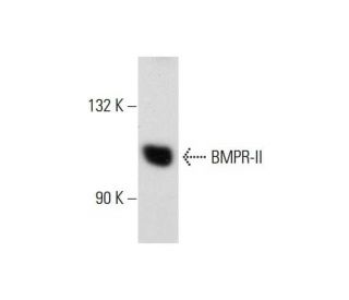 BMPR-II Antibody (Z-18) - Western Blotting - Image 128461