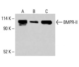 BMPR-II Antibody (E-1) - Western Blotting - Image 415230