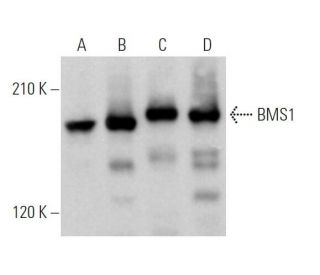 BMS1 Antibody (A-12) - Western Blotting - Image 370873 