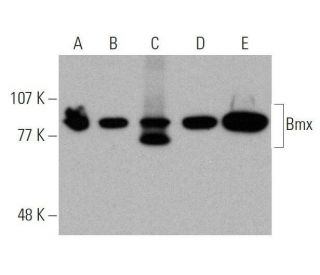 western blotting image from recommended Bmx (C-4) monoclonal antibody replacement. Image 358718