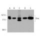 western blotting image from recommended Bmx (C-4) monoclonal antibody replacement. Image 358718