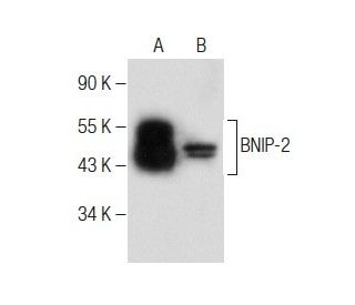 BNIP-2 Antibody (A-6) - Western Blotting - Image 283607 