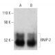 BNIP-2 Antibody (A-6) - Western Blotting - Image 403302