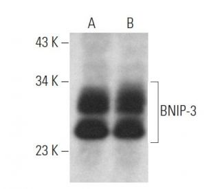 BNIP-3 Antibody (ANa40) - Western Blotting - Image 361718 