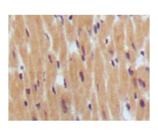 BNP Antibody (8D5B4C11) - Immunohistochemistry - Image 137453