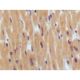 BNP Antibody (8D5B4C11) - Immunohistochemistry - Image 137453