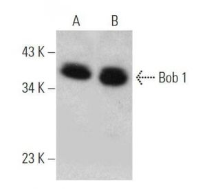 Bob 1 Antibody (6E4) - Western Blotting - Image 356321