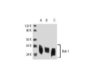 western blotting image from recommended Bob 1 (6F10) monoclonal antibody replacement. Image 8891