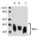 western blotting image from recommended Bob 1 (6F10) monoclonal antibody replacement. Image 8891