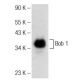 Bob 1 Antibody (F-9) - Western Blotting - Image 142670