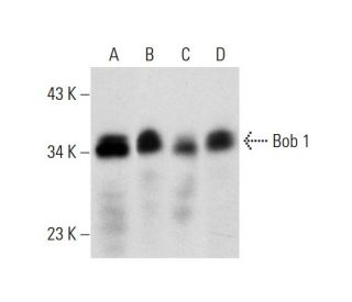 Bob 1 Antibody (F-9) - Western Blotting - Image 299275 