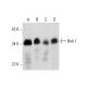 Bob 1 Antibody (F-9) - Western Blotting - Image 299275 