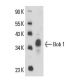 Bob 1 Antibody (Wue-AC5) - Western Blotting - Image 16323