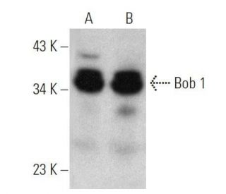 Bob 1 Antibody (Wue-AC5) - Western Blotting - Image 356320 