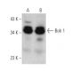 Bob 1 Antibody (Wue-AC5) - Western Blotting - Image 356320 