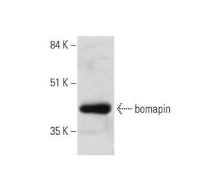 bomapin Antibody (B-3) - Western Blotting - Image 333357 