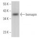 bomapin Antibody (B-3) - Western Blotting - Image 367075