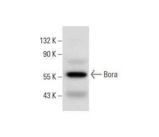 Bora Antibody (H-4) - Western Blotting - Image 297945 