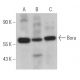 Bora Antibody (H-4) - Western Blotting - Image 366980 