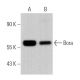 Bora Antibody (H-4) - Western Blotting - Image 366984