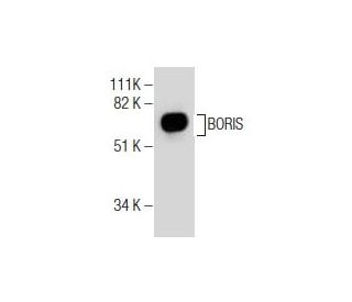 BORIS Antibody (F-1) - Western Blotting - Image 281689