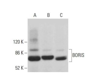 BORIS Antibody (F-1) - Western Blotting - Image 380884The Double Nickase Plasmid features a U6 promoter for sgRNA expression, a 20 nt targeting sequence, and a gRNA scaffold to guide Cas9n. It includes a CBh promoter for Cas9n (D10A) and puromycin resistance, GFP for transfection verification, and nuclear localization signals (NLS). The 2A peptide allows co-expression of Cas9n and Puro from a single promoter, enabling precise genome editing with reduced off-target effects.