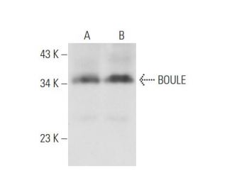 Anti-BOULE Antibody (B-2) | SCBT - Santa Cruz Biotechnology