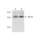 BOULE Antibody (B-2) - Western Blotting - Image 80672 
