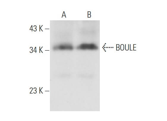 Anti-BOULE Antibody (B-2) | SCBT - Santa Cruz Biotechnology