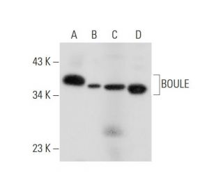 BOULE Antibody (B-2) - Western Blotting - Image 311893 