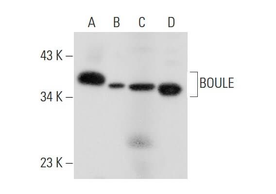 BOULE Antibody (B-2) | Santa Cruz Animal Health